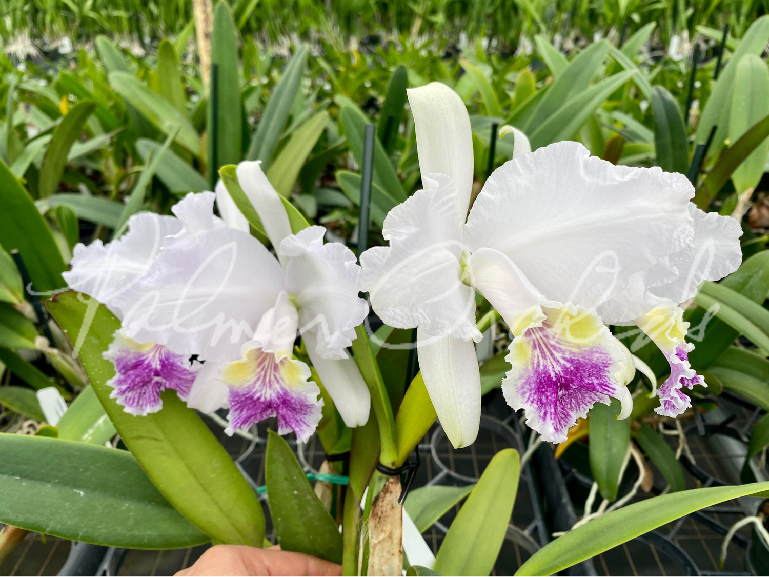 洋蘭 原種 カトレア C. lueddemanniana coerulea Cattleya lueddemanniana v. coerulea — Palmer Orchids